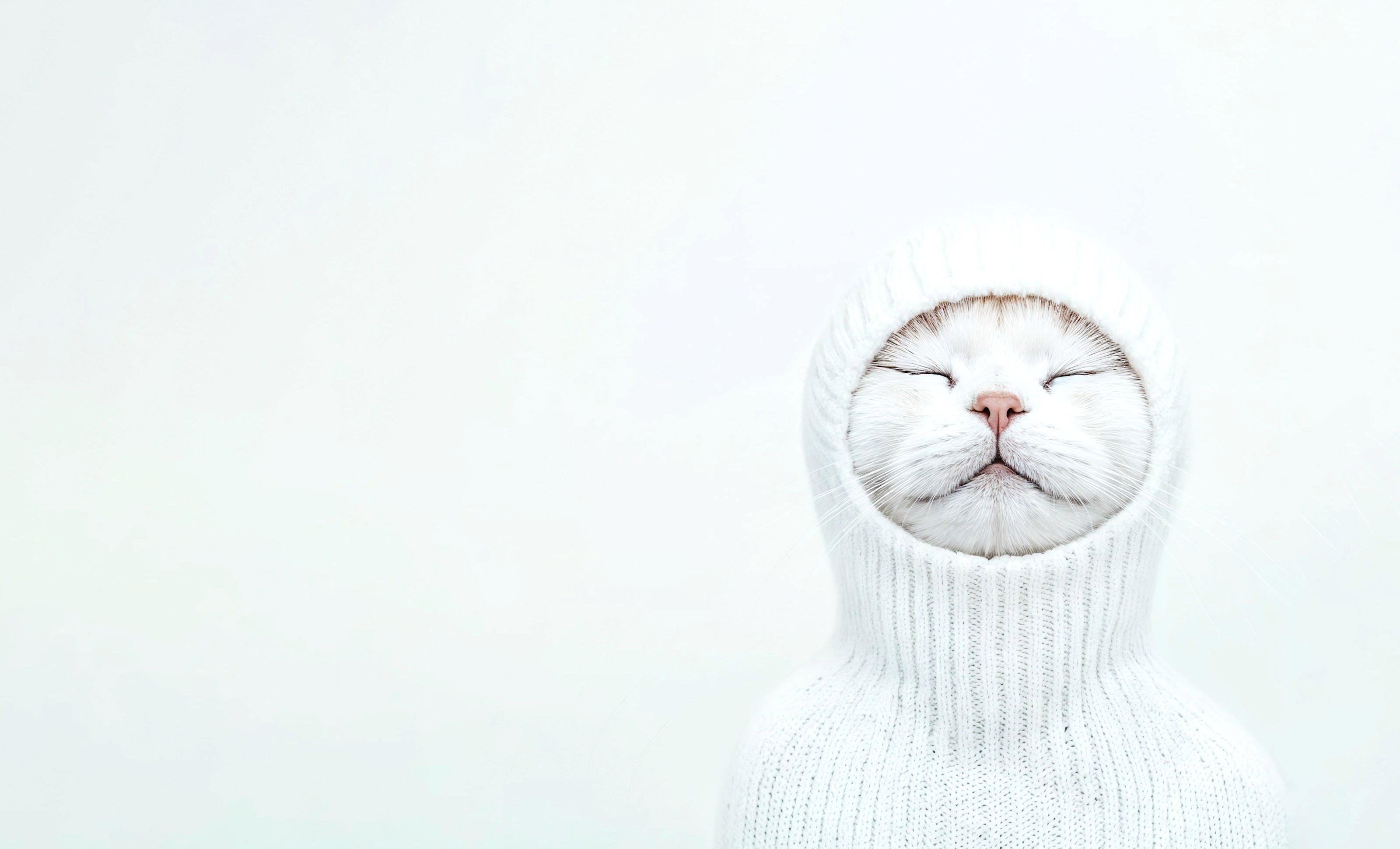 Cute cat in hoodie